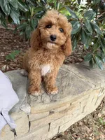 Bella, a female Miniature Goldendoodle for sale in The Colony, TX – 4 of 9