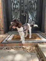 Hershey, a male Miniature Goldendoodle for sale in The Colony, TX – 2 of 9