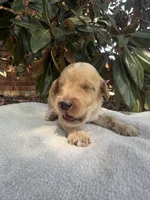 Archie, a male Miniature Goldendoodle for sale in The Colony, TX – 3 of 5