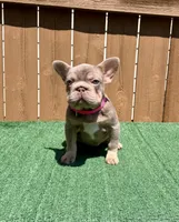 Isabella, a female French Bulldog for sale in The Colony, TX – 3 of 4