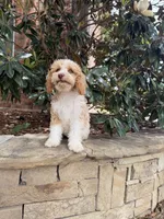 Lucy, a female Miniature Goldendoodle for sale in The Colony, TX – 2 of 6