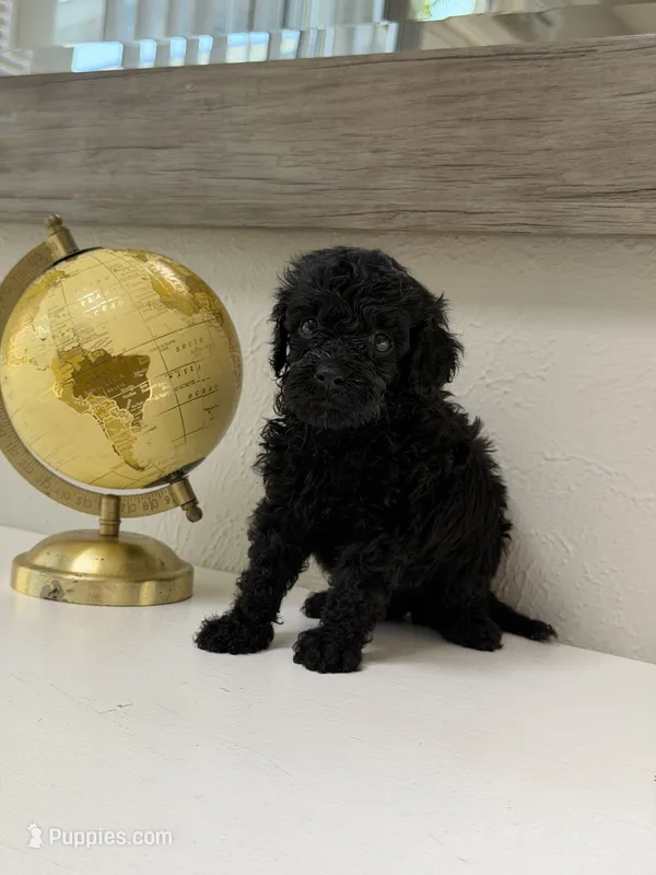 Jet, a male Miniature Goldendoodle for sale in The Colony, TX – 1 of 2