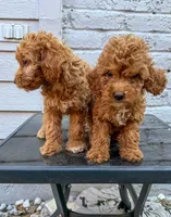 Red, a male Miniature Goldendoodle for sale in The Colony, TX – 3 of 3