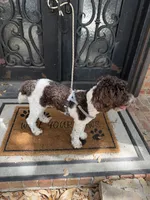 Hershey, a male Miniature Goldendoodle for sale in The Colony, TX – 7 of 9