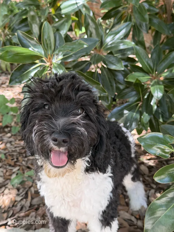 Oreo – Miniature Goldendoodle puppy for sale in The Colony, TX