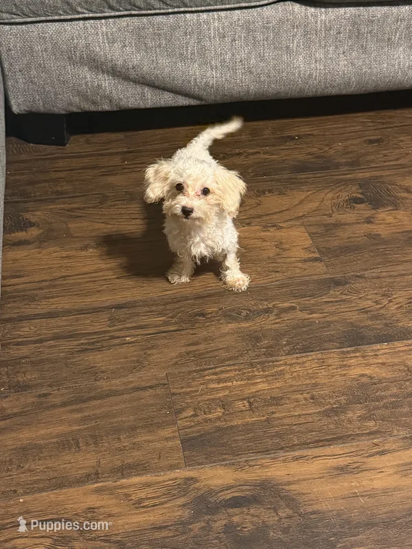 Ellie – Miniature Goldendoodle puppy for sale in The Colony, TX