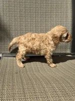 Bear, a male Miniature Goldendoodle for sale in The Colony, TX – 3 of 3