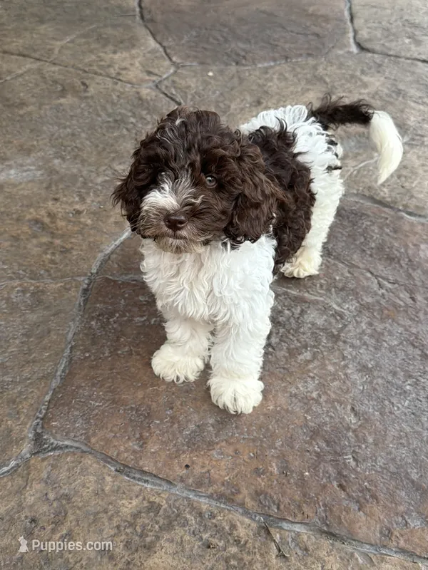 Hershey – Miniature Goldendoodle puppy for sale in The Colony, TX