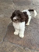 Hershey, a male Miniature Goldendoodle for sale in The Colony, TX – 1 of 10