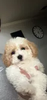 Teddy, a male Miniature Goldendoodle for sale in The Colony, TX – 2 of 4