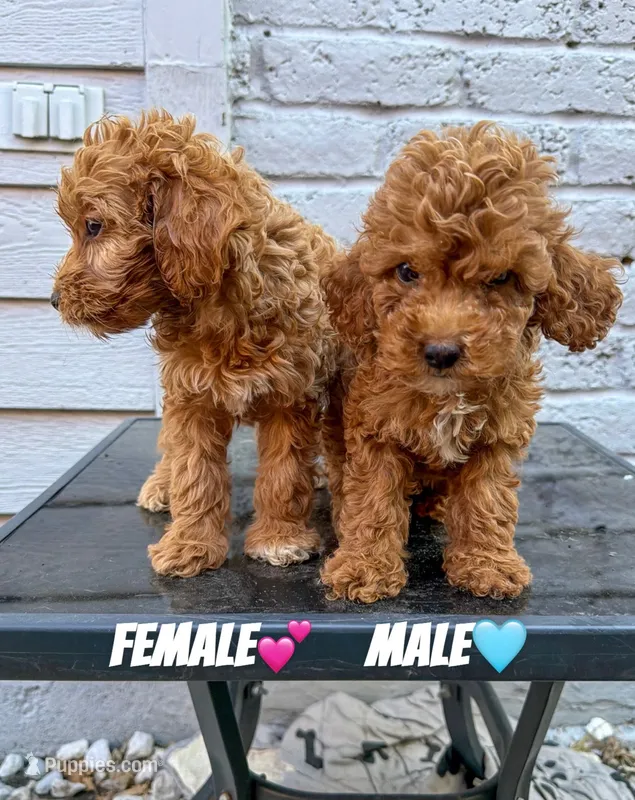 Red – Miniature Goldendoodle puppy for sale in The Colony, TX