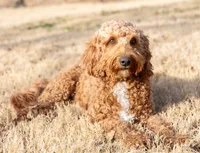 Red, a male Miniature Goldendoodle for sale in The Colony, TX – 9 of 9