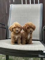 Red, a male Miniature Goldendoodle for sale in The Colony, TX – 3 of 9