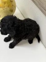 Lucy, a female Miniature Goldendoodle for sale in The Colony, TX – 3 of 3