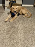 Sadie, a female Golden Retriever for sale in The Colony, TX – 3 of 5