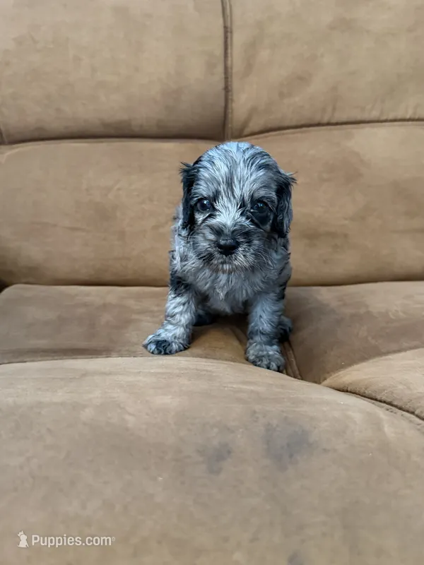 Cowboy – Miniature Goldendoodle puppy for sale in The Colony, TX