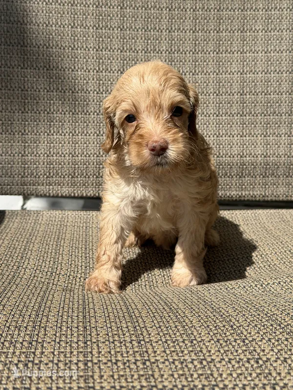 Bear – Miniature Goldendoodle puppy for sale in The Colony, TX