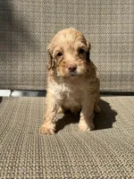 Bear, a male Miniature Goldendoodle for sale in The Colony, TX – 1 of 3