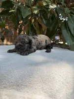 Blue, a male Miniature Goldendoodle for sale in The Colony, TX – 3 of 3