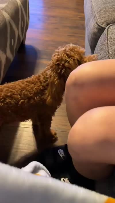 Bella, a female Miniature Goldendoodle for sale in The Colony, TX – 2 of 4