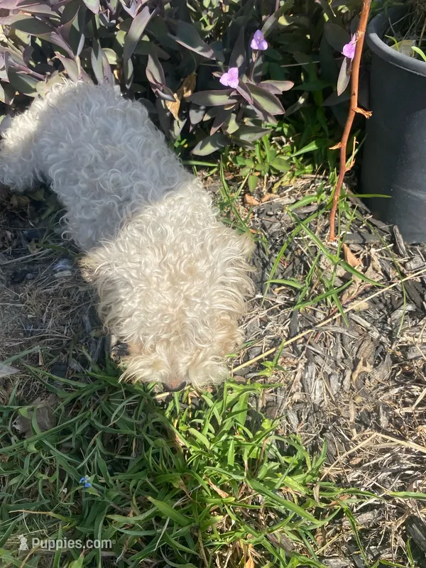 Lily – Poodle - Miniature  puppy for sale in The Colony, TX