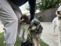 Hershey, a male Miniature Goldendoodle for sale in The Colony, TX – 6 of 10