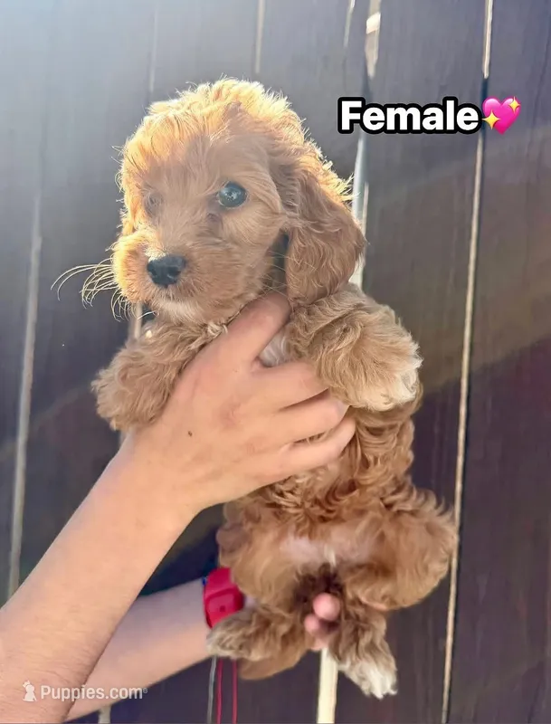 Ava – Miniature Goldendoodle puppy for sale in The Colony, TX