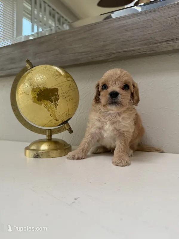 Toby – Miniature Goldendoodle puppy for sale in The Colony, TX