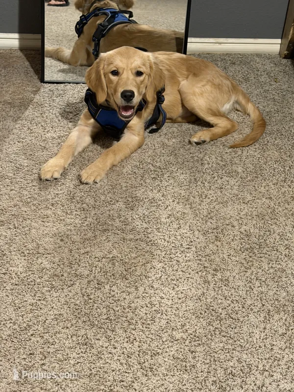 Sadie – Golden Retriever puppy for sale in The Colony, TX