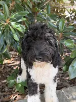 Oreo, a male Miniature Goldendoodle for sale in The Colony, TX – 2 of 4