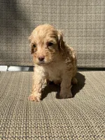 Bear, a male Miniature Goldendoodle for sale in The Colony, TX – 2 of 3