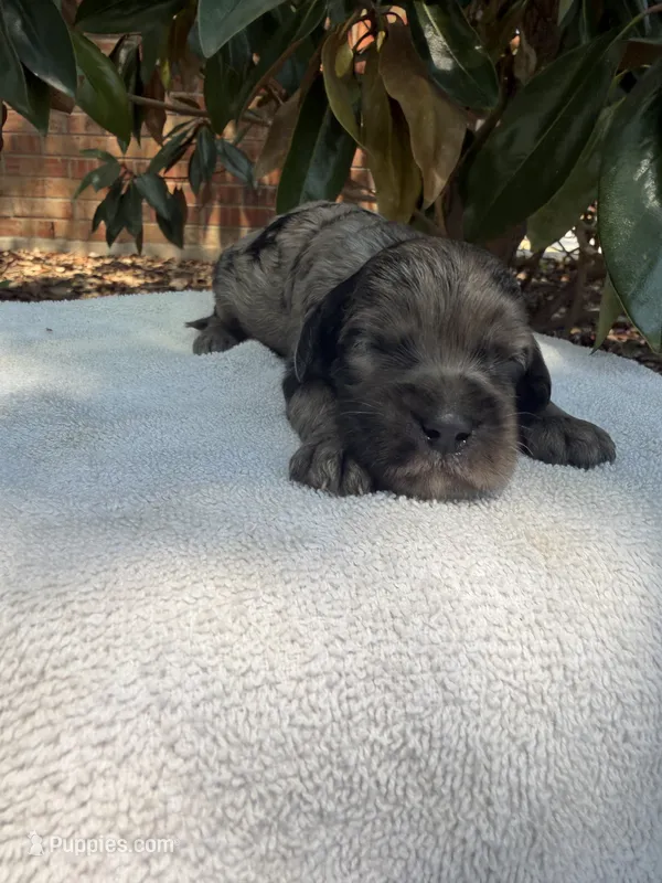 Blue – Miniature Goldendoodle puppy for sale in The Colony, TX