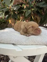 Ollie, a male Miniature Goldendoodle for sale in The Colony, TX – 3 of 4