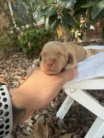 Ollie, a male Miniature Goldendoodle for sale in The Colony, TX – 4 of 4