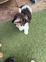 Hershey, a male Miniature Goldendoodle for sale in The Colony, TX – 8 of 10