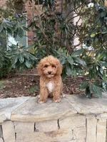 Bella, a female Miniature Goldendoodle for sale in The Colony, TX – 2 of 9