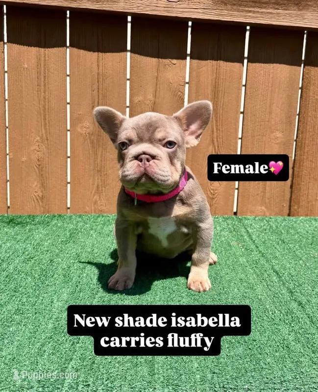 Isabella – French Bulldog puppy for sale in The Colony, TX