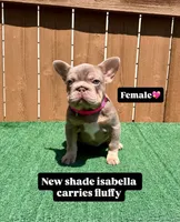 Isabella, a female French Bulldog for sale in The Colony, TX – 2 of 4