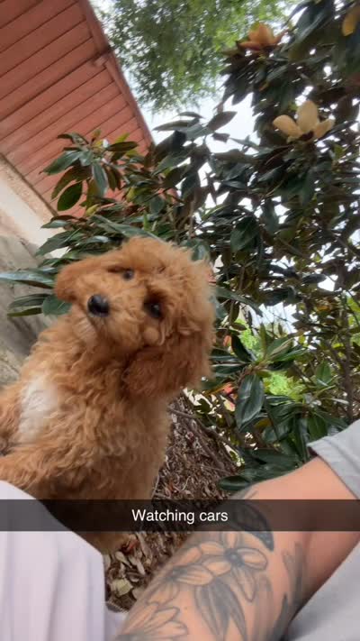 Bella, a female Miniature Goldendoodle for sale in The Colony, TX – 6 of 9