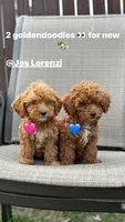 Red, a male Miniature Goldendoodle for sale in The Colony, TX – 1 of 9