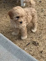 Tucker, a male Miniature Goldendoodle for sale in The Colony, TX – 4 of 4