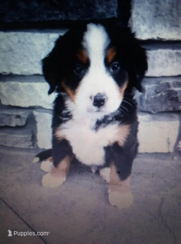 sarge – Bernese Mountain Dog puppy for sale in Dixon, IL