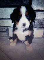 sarge, a male Bernese Mountain Dog for sale in Dixon, IL – 1 of 1