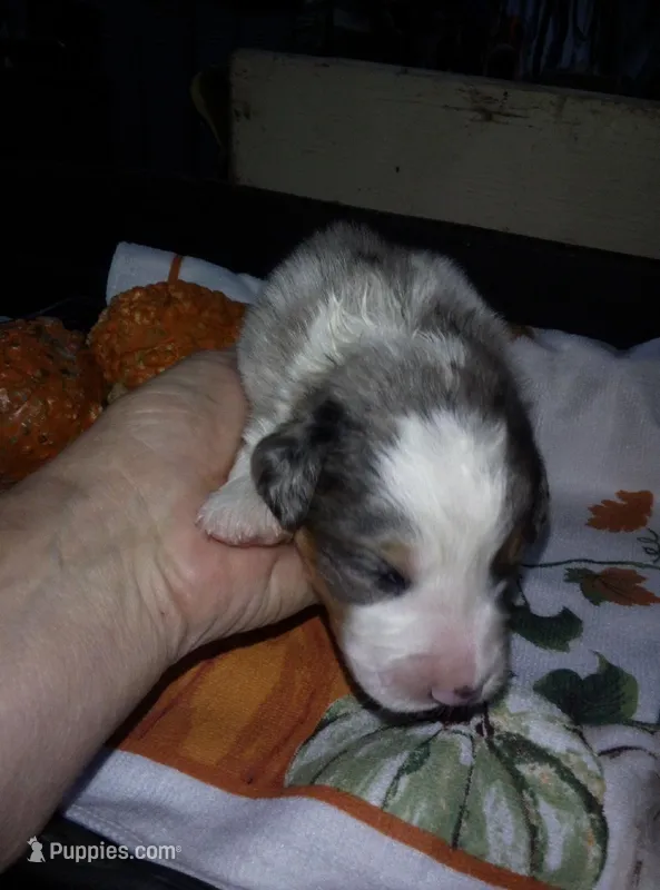 sampson – Australian Shepherd puppy for sale in Dixon, IL