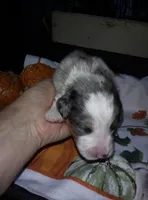 sampson, a male Australian Shepherd for sale in Dixon, IL – 1 of 2
