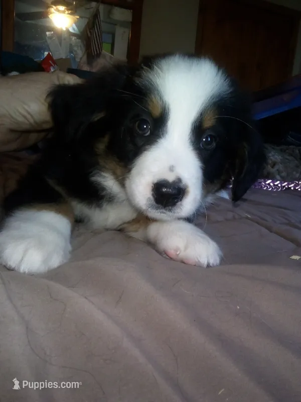 Brutus – Bernese Mountain Dog puppy for sale in Dixon, IL