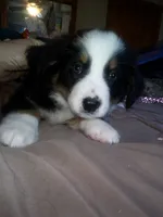 Brutus, a male Bernese Mountain Dog for sale in Dixon, IL – 1 of 1