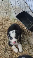 cooper, a male Australian Shepherd for sale in Dixon, IL – 1 of 1