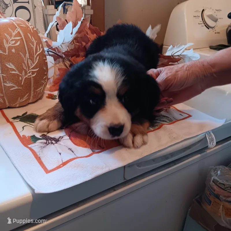 Becca – Bernese Mountain Dog puppy for sale in Dixon, IL
