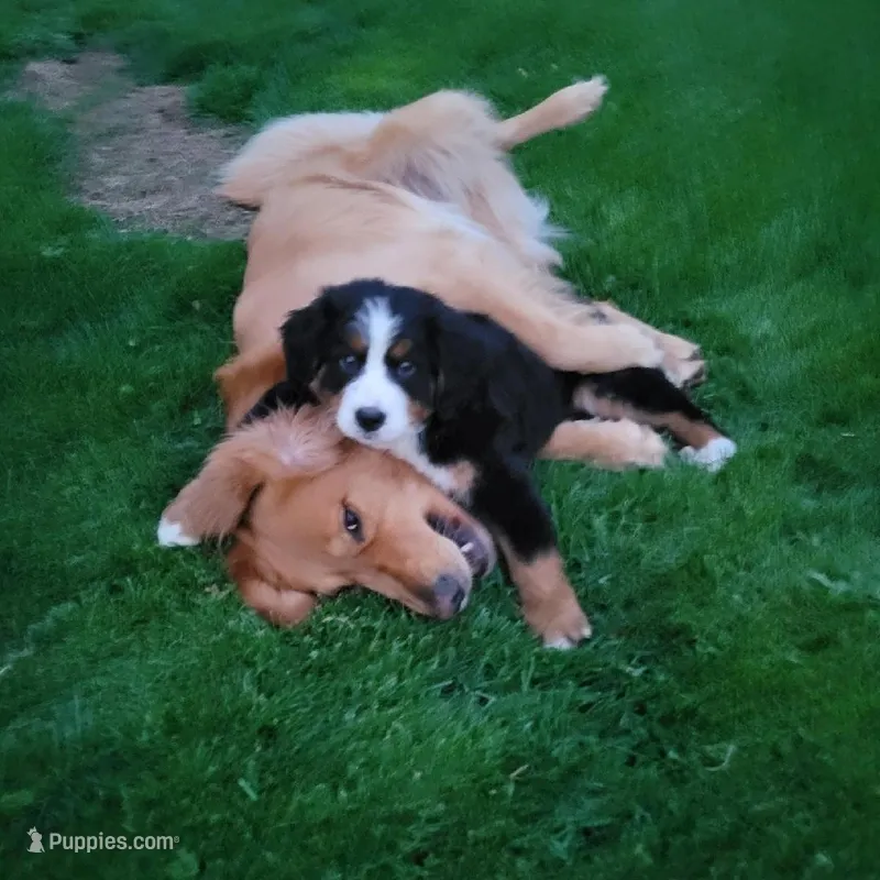 Rodeo – Bernese Mountain Dog puppy for sale in Dixon, IL